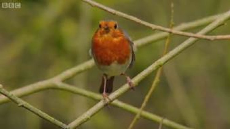 Mucizevi hayvanlar: Kızılgerdan kuşu