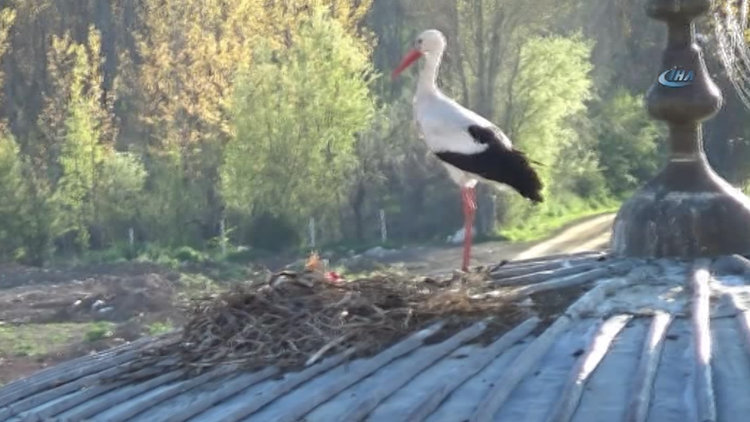 Leylekleri görüntüleyen gazeteci için intihar ihbarı ekipleri alarma geçirdi