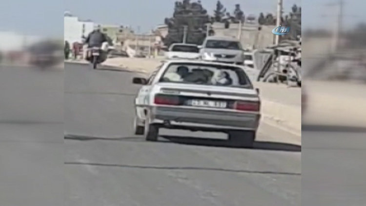 Otomobildeki ineği görenler şaşkına döndü