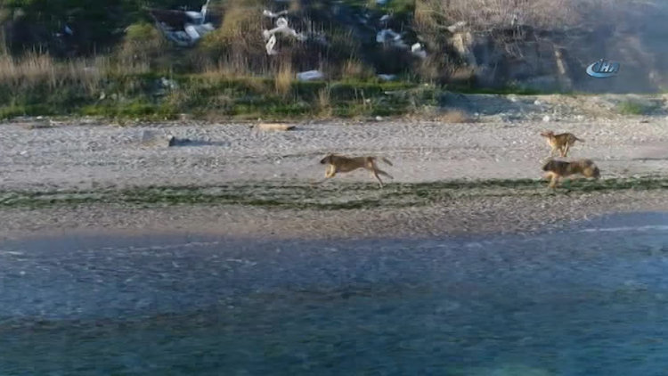 Köpeklerin drone merakı renkli görüntüler oluşturdu