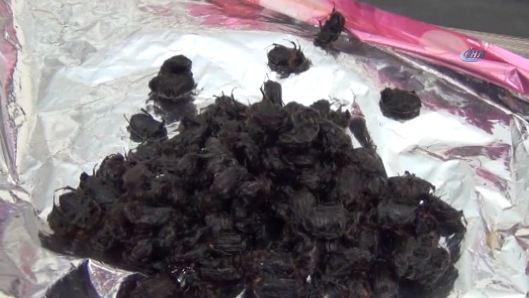 Bursa'da böcek istilası