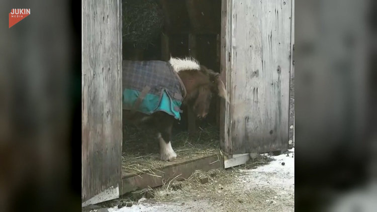 Kulubesinin eşiğinden atlamakta güçlük çeken atın sevimli halleri