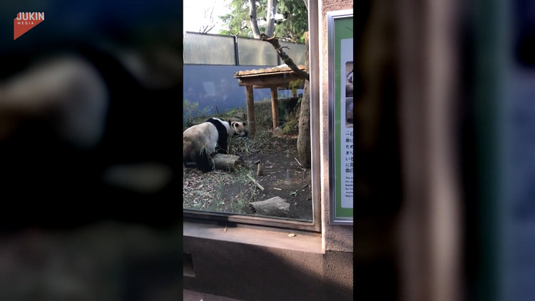 Uykusunda esnerken yatağından düşen sevimli panda