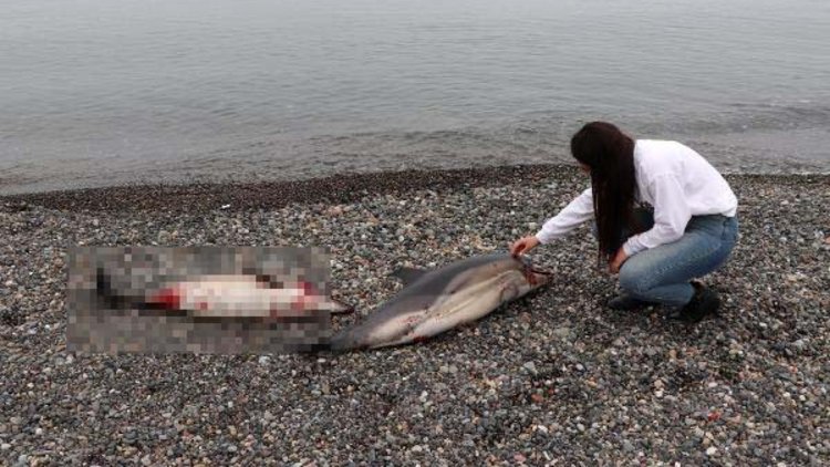 Trabzon'da yunuslar kıyıya vurdu