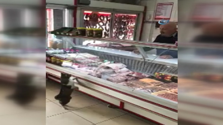 Kasap ile kedinin ilginç diyaloğu kamerada