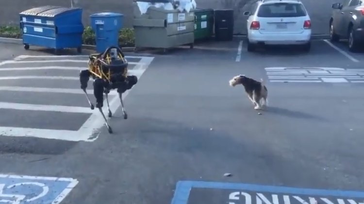 Robot köpek gerçek köpekle karşılaşırsa...