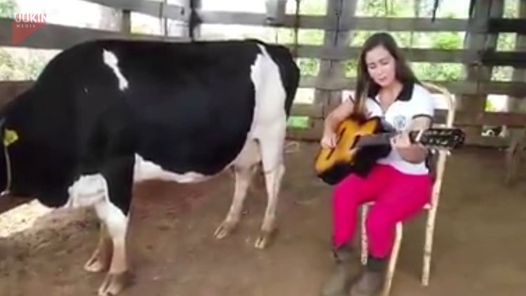 Gitar çalarak süt sağdırdı