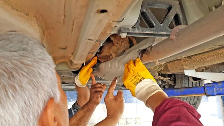 Tekerden otomobile giren yavru kedi böyle kurtarıldı