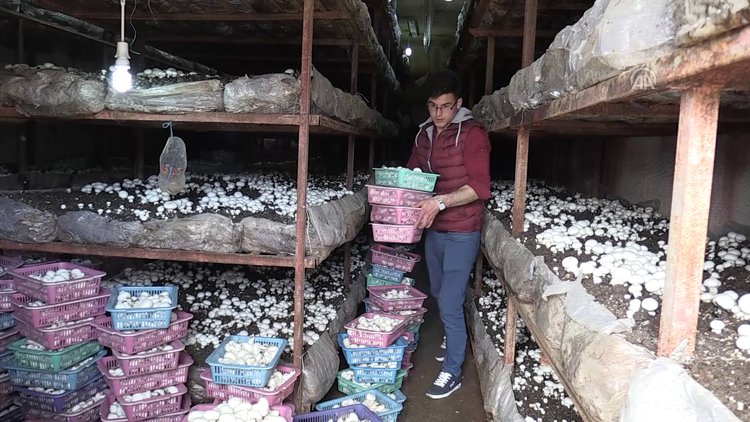 Mantar üreterek köyünde tersine göçü teşvik etti