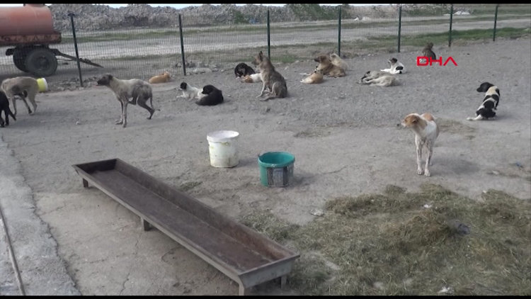 Hayvanseverlerden barınaktaki köpeklerin durumuna tepki