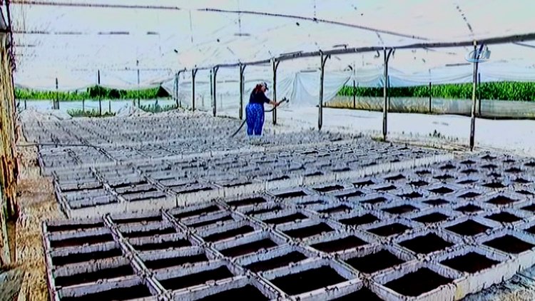 En sağlıklı şeker "stevia"