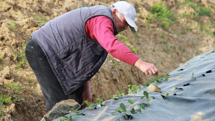 Meyve vermeden bahçeden satıldı! Osmanlı çileğine yoğun ilgi
