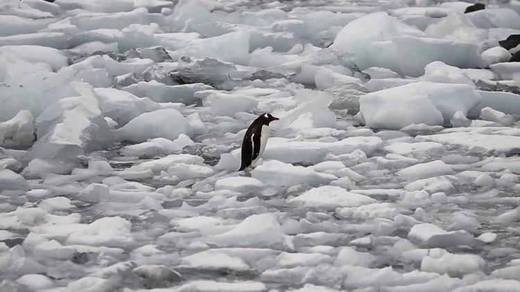 Bir penguenin yaşam mücadelesi
