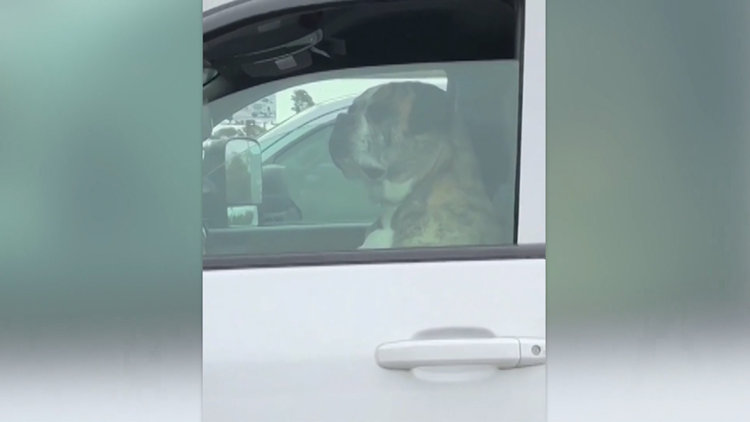 İnsan gibi bakış atan köpek