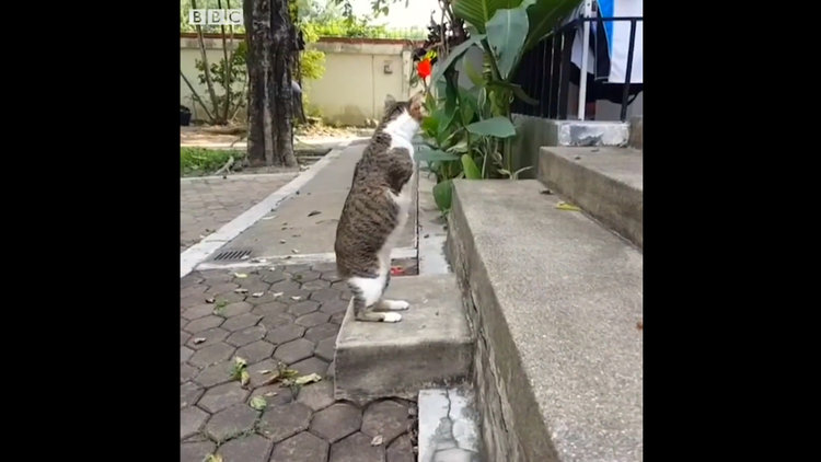 Yavruyken elektrik çarpması sonucu ön ayaklarını kaybeden kedi Able