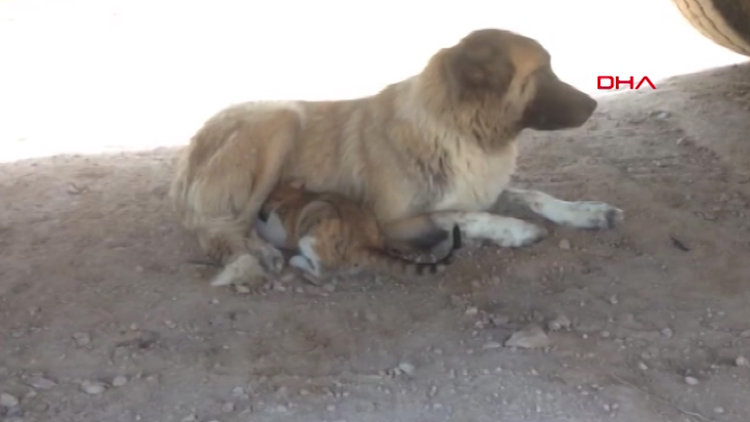 Kangal köpeği, kediyi emziriyor