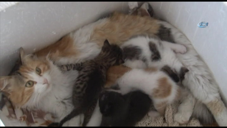 Kedinin merhameti görenleri hayrete düşürdü