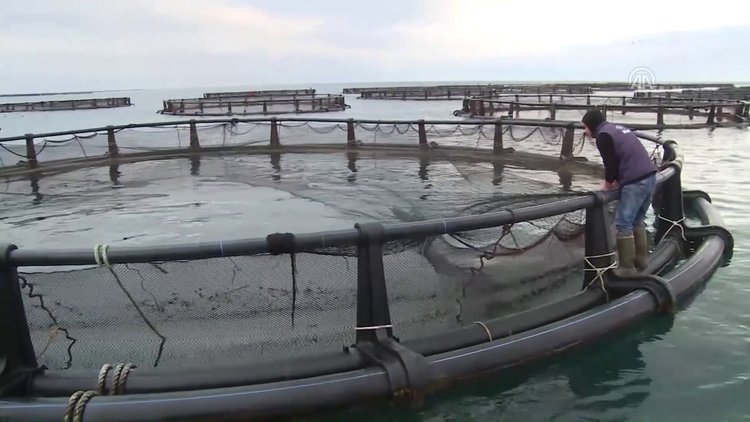 Tanesi 150 liradan satılan Perşembe somonu rağbet görüyor