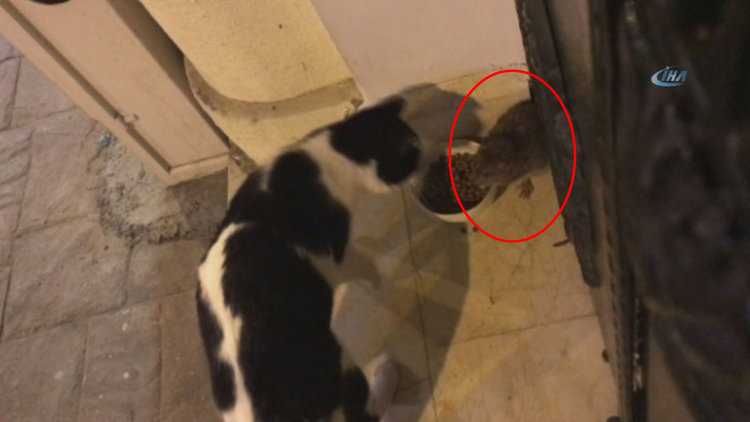 Cihangir'in "Sokak faresi" görenleri şaşkına çeviriyor