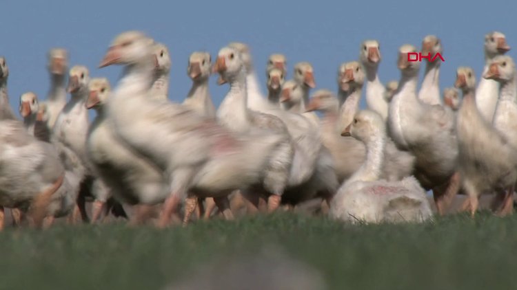 Doğu Ekspresi seferleri, kaz eti satışını artırdı