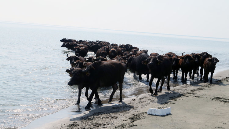 Mandaların salımı başladı... Yaz boyunca serbest kalacaklar!