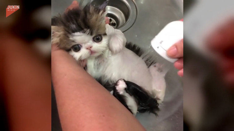 Banyo yapan sevimli kedi