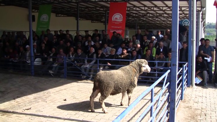Damızlık koçlar dana fiyatına satıldı
