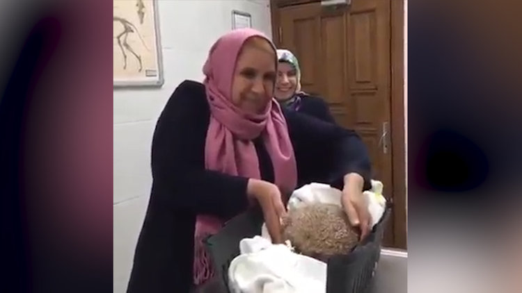 Ölümden kurtardığı kirpi ve yavrularını besleyen teyze