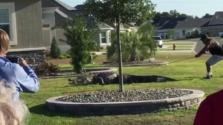 Bahçede timsah dehşeti! Çiftleşmek için eş ararken evin bahçesine girdi