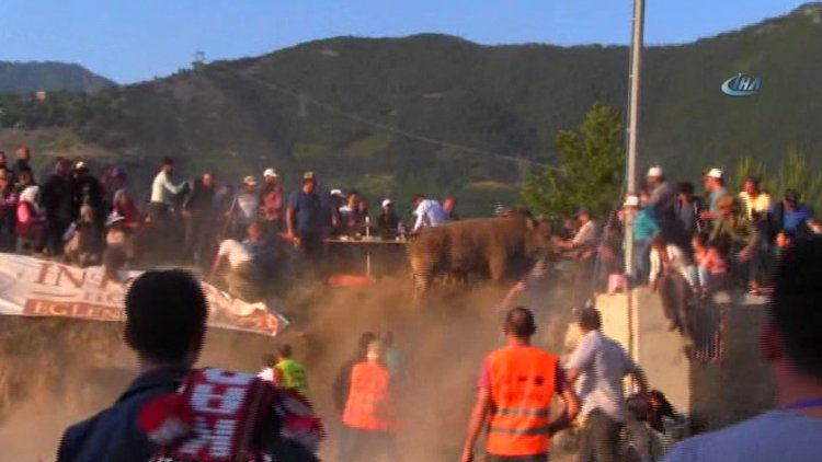 Boğa güreşinde tehlikeli anlar! Rakibinden kaçtı, sahibini ezdi...
