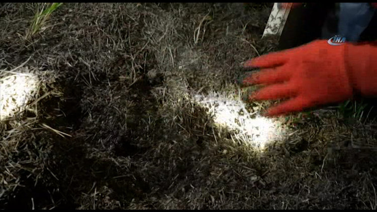 Karıncalara gece yarısı operasyonu