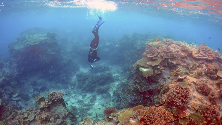 Mercanlar kurtarılacak! 380 milyon dolarlık bütçe ayrıldı