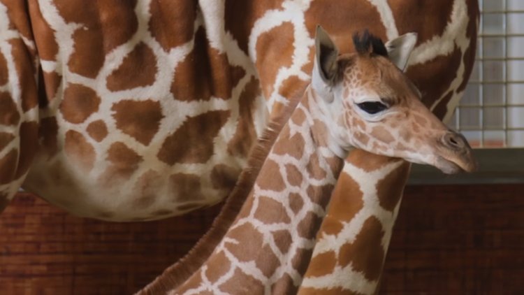 2.5 saatlik zorlu doğumla dünyaya geldi... İşte bebek zürafa!