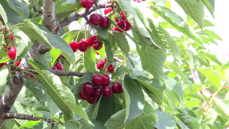 Erkenci kirazda bereketli sezon