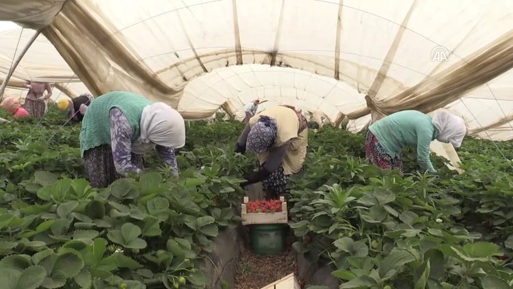Çilek üreticisi ihracatla sevindi