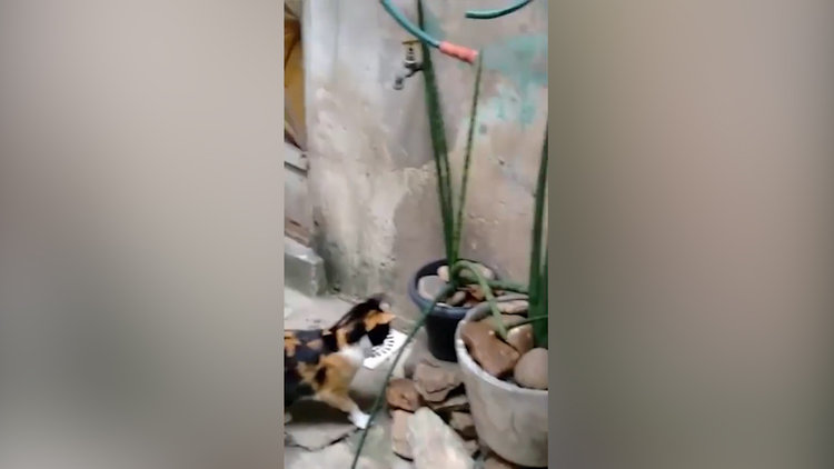 Köşeye sıkışan farenin akıllıca kaçışı