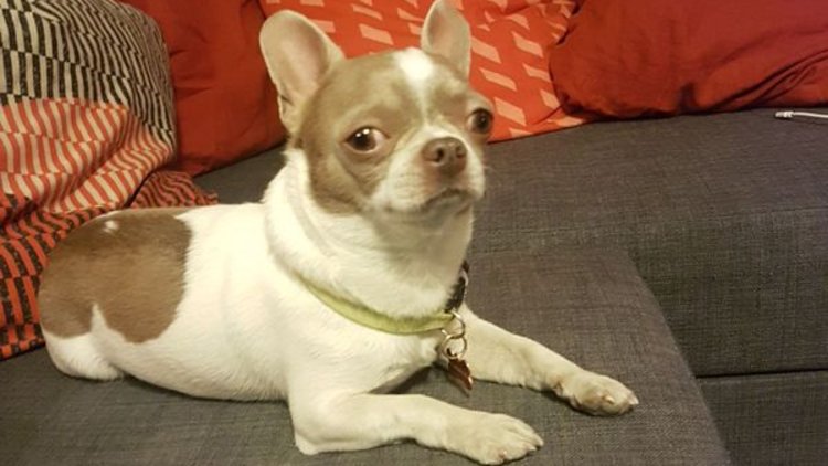 Kendisini veteriner olarak tanıttı! Yaklaşık 7 bin TL&#039;lik köpeği çaldı