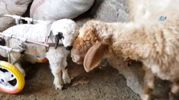 Engelli kuzunun yürüteç mutluluğu