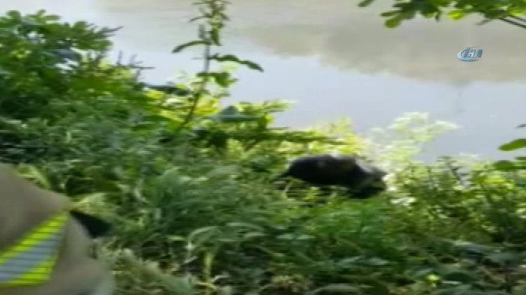 İstanbul'da can pazarı kamerada