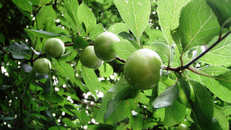 Üretici toplama masrafını karşılamayadı... Tonlarca erik dalda kaldı