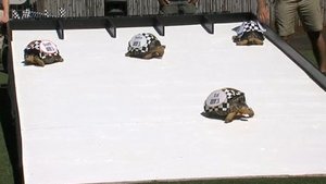 3 rakibini geride bıraktı... İşte ABD'nin en hızlı kaplumbağası