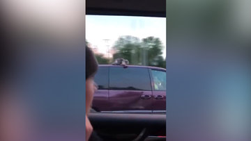 Hızla giden aracın üzerindeki kediyi gören aile şoke oldu