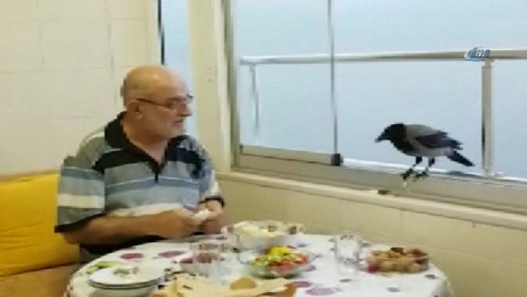 Akıllı karga iftar saatinde sofrada