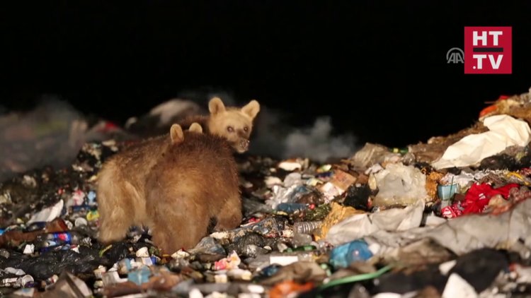 Çöplükler ayıları obezleştiriyor