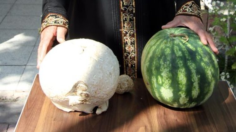 Görenleri şaşırtan mantar! Tam 2 buçuk kilo...