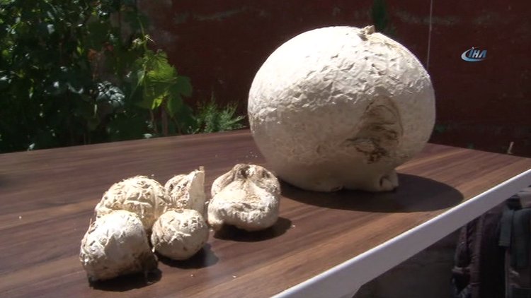 2 buçuk kiloluk mantar, görenleri hayrete düşürdü