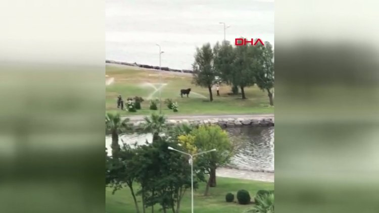 Kaçan dana kent trafiğini birbirine kattı