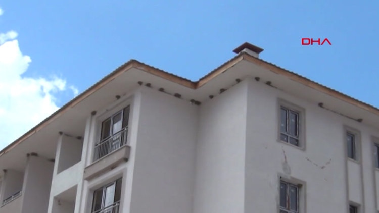 Kırlangıç yuvaları, inşaatı durdurdu