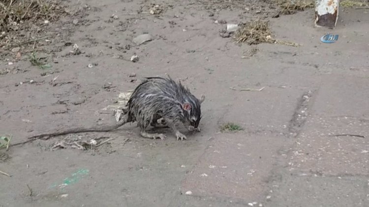 Şiddetli yağan yağmurdan ıslanan fare otobüs durağına sığındı