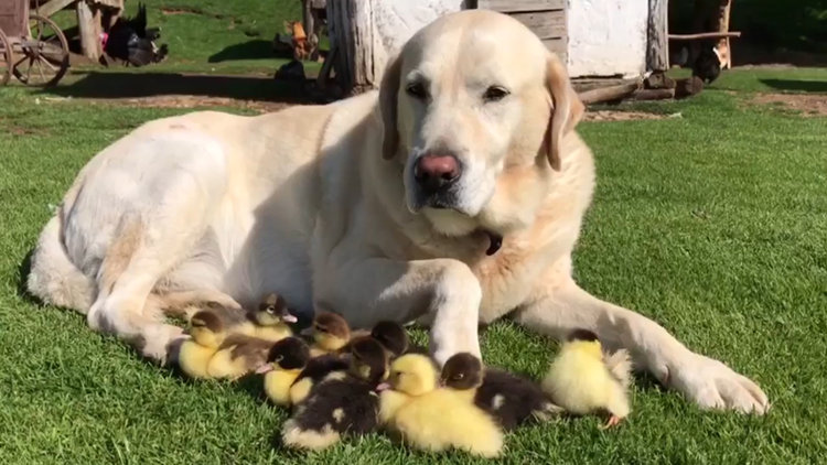 Ördeklere annelik yapan köpek